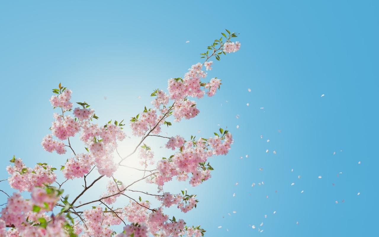 The sun shines behind a cherry blossom tree.