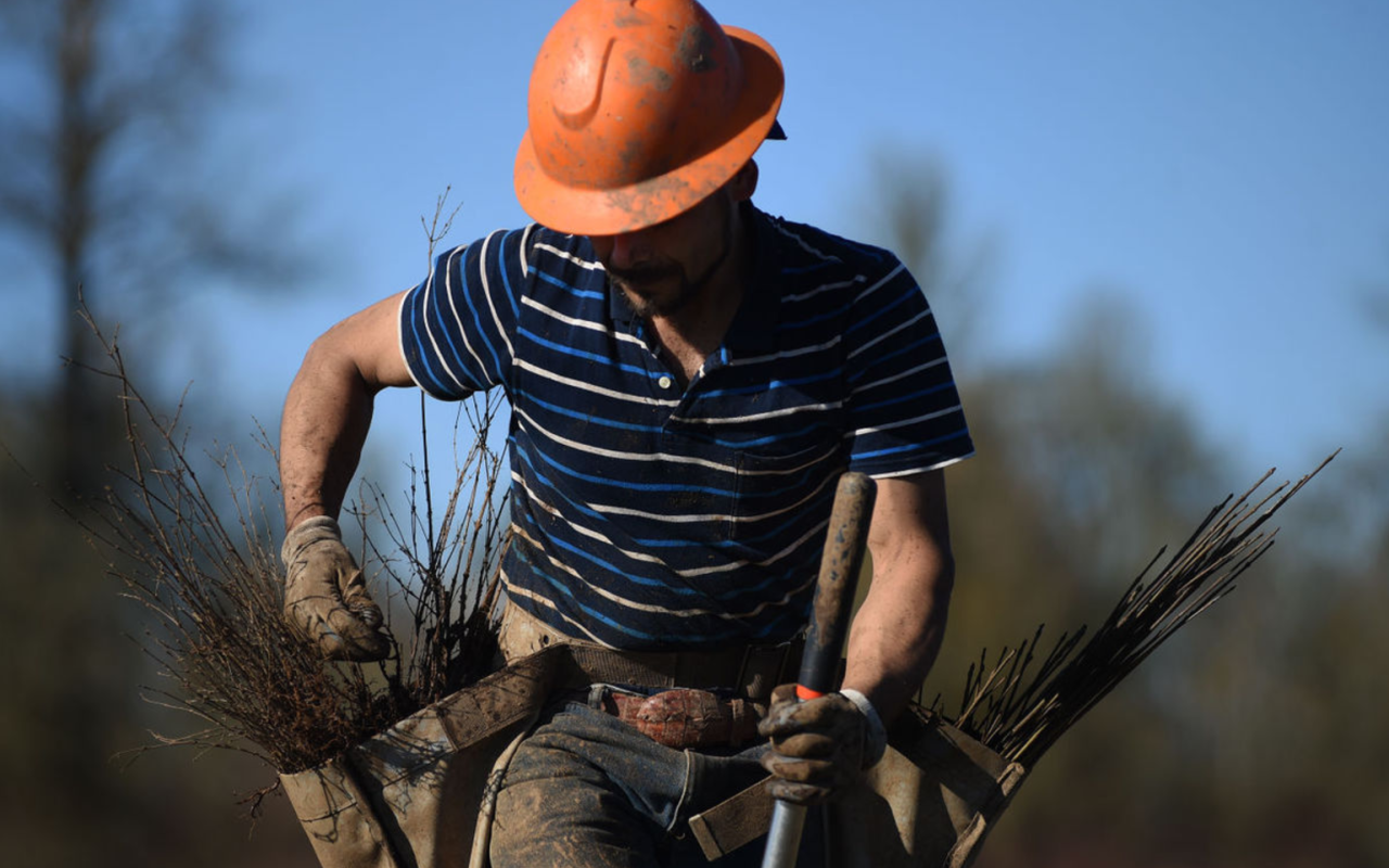 Jaime Blanco plants native shrubs and trees at Harkens Lake.