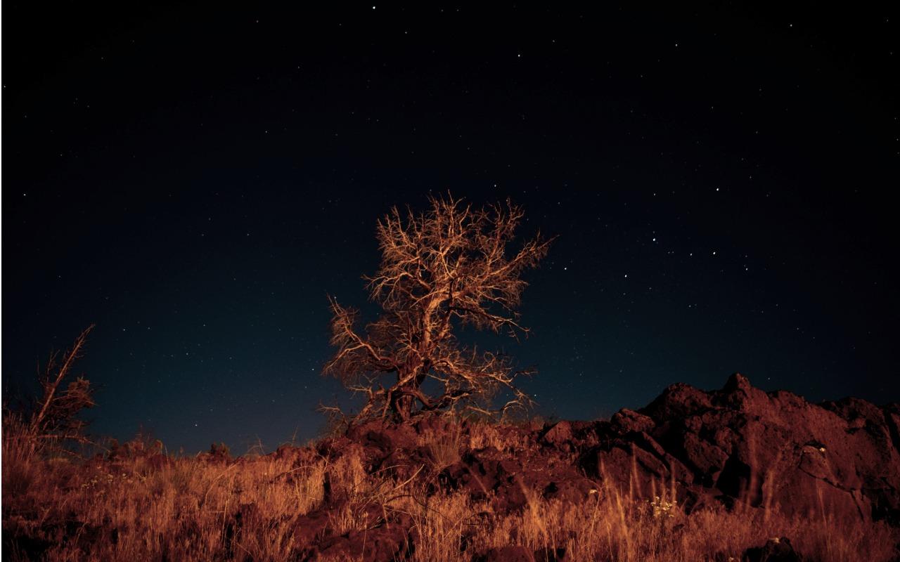 A juniper stands on a ridge in Eastern Oregon under starlight.