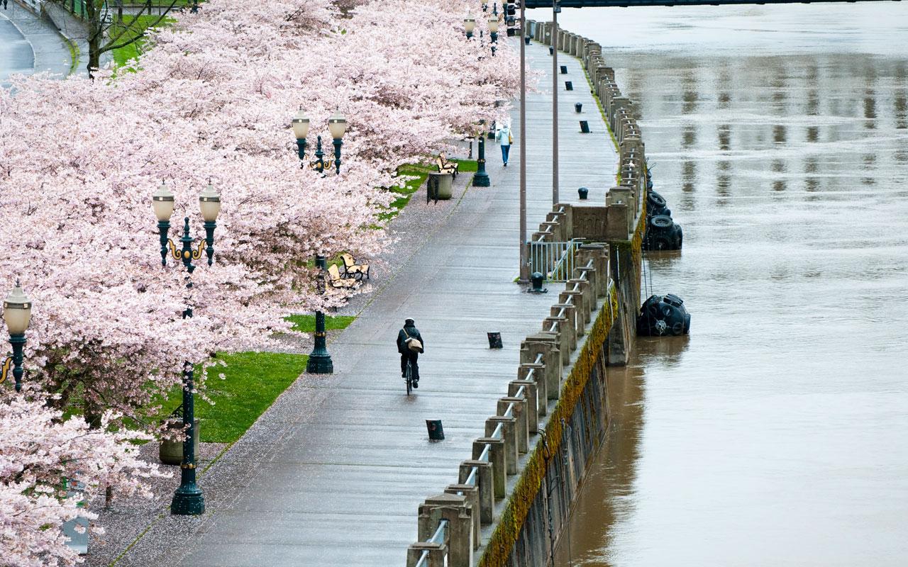 A bicyclist rides down Tom McCall Waterfront Park on a wet spring day in Portland, Oregon. Blossoming cherry trees on to the left and the Willamette River to the right.