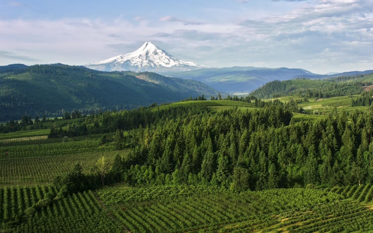 Aerial view of farmland with a beautiful view of Mount Hood in the background