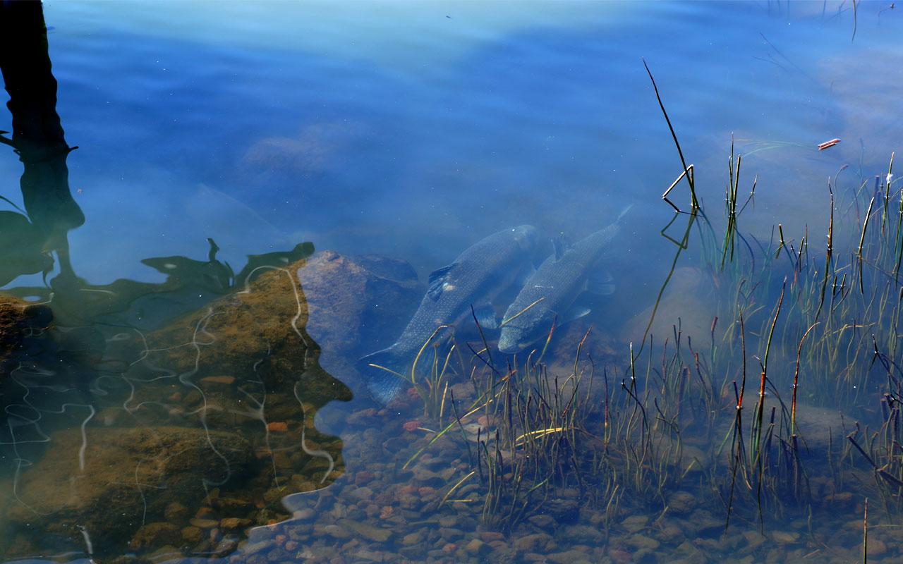 C'waam spawning in Klamath Lake.