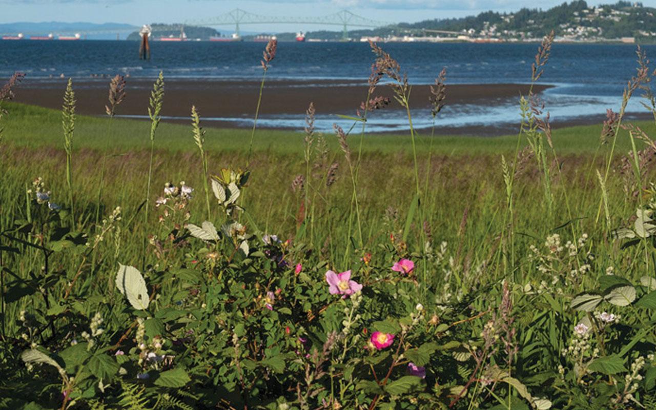 View of the Astoria-Megler bridge from the Tansy Point treaty grounds. Photo credit: Oregon Humanities